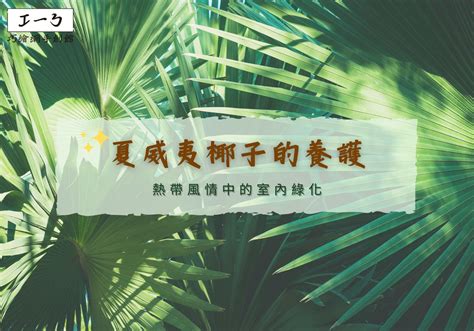 夏威夷椰子|室內綠化指南 夏威夷椰子的養護技巧 